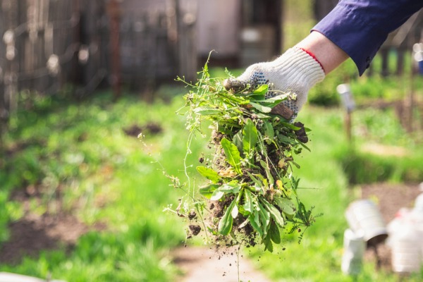 clean the yard